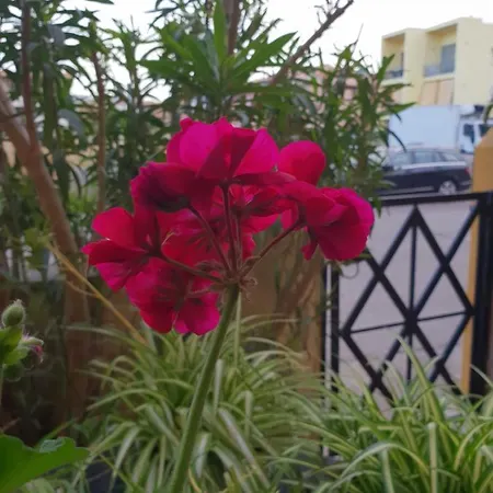 Oleandrorosso Sardegna Casa Holiday home Olbia
